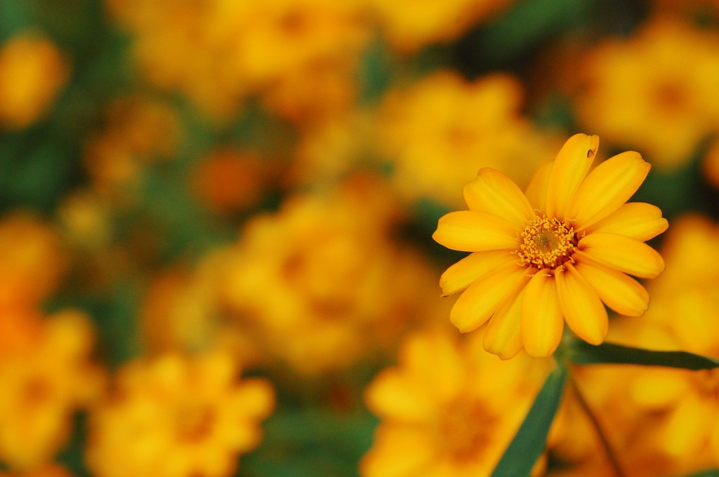 Vincent Lock flower field